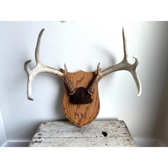 8 Point Whitetail Deer Antler Rack on Oak Plaque Rustic Michigan Mount 20" Wide - Picture 2 of 16